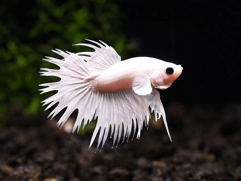 Crowntail Betta